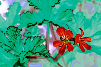 F 017B